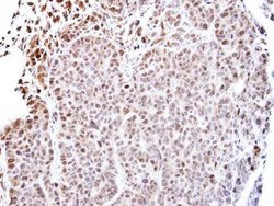 Invitrogen TEAD4 Polyclonal Antibody 100 &mu;L | Buy Online | Invitrogen&trade; | Fisher Scientific