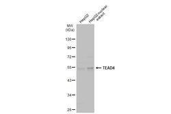 Invitrogen TEAD4 Polyclonal Antibody 100 &mu;L | Buy Online | Invitrogen&trade; | Fisher Scientific