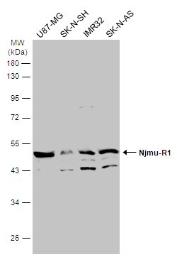 Invitrogen Njmu-R1 Polyclonal Antibody 100 &mu;L; Unconjugated:Antibodies,