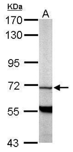 Invitrogen PDE9A Polyclonal Antibody 100 &mu;L; Unconjugated:Antibodies,