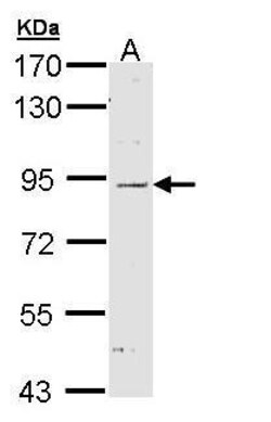 Invitrogen NOD1 Polyclonal Antibody 100 &mu;L; Unconjugated:Antibodies,