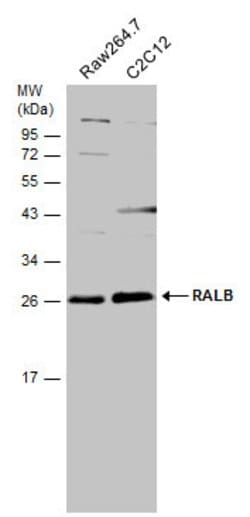Invitrogen RALB Polyclonal Antibody 100 &mu;L; Unconjugated:Antibodies,