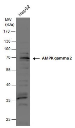 Invitrogen AMPK gamma-2 Polyclonal Antibody 100 &mu;L; Unconjugated:Antibodies,