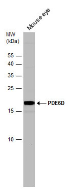 Invitrogen PDE6D Polyclonal Antibody 100 &mu;L; Unconjugated:Anticuerpos