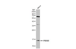 Invitrogen PDE6D Polyclonal Antibody 100 &mu;L; Unconjugated:Anticuerpos
