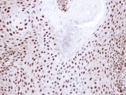 Invitrogen NHP2L1 Polyclonal Antibody 100 &mu;L; Unconjugated:Antibodies,