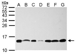 Invitrogen NHP2L1 Polyclonal Antibody 100 &mu;L; Unconjugated:Antibodies,