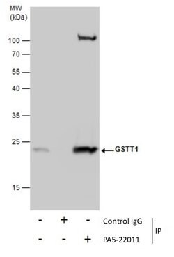 Invitrogen GSTT1 Polyclonal Antibody 100 &mu;L; Unconjugated:Antibodies,