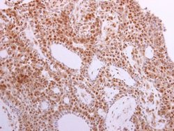 Invitrogen MST1 (STK4) Polyclonal Antibody 100 &mu;L; Unconjugated:Antibodies,