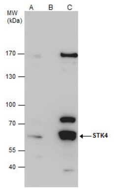Invitrogen MST1 (STK4) Polyclonal Antibody 100 &mu;L; Unconjugated:Antibodies,