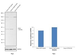 Invitrogen MST1 (STK4) Polyclonal Antibody 100 &mu;L; Unconjugated:Antibodies,