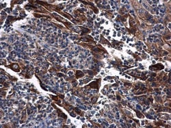 Invitrogen DNase I Polyclonal Antibody 100 &mu;L; Unconjugated:Antibodies,