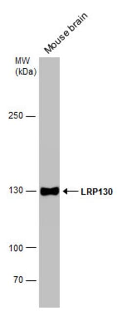 Invitrogen LRP130 Polyclonal Antibody 100 &mu;L | Buy Online | Invitrogen&trade; | Fisher Scientific