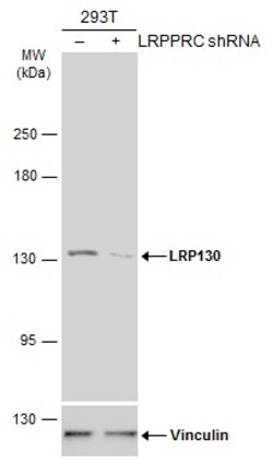 Invitrogen LRP130 Polyclonal Antibody 100 &mu;L | Buy Online | Invitrogen&trade; | Fisher Scientific