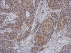 Invitrogen NDUFA12 Polyclonal Antibody 100 &mu;L; Unconjugated:Antibodies,