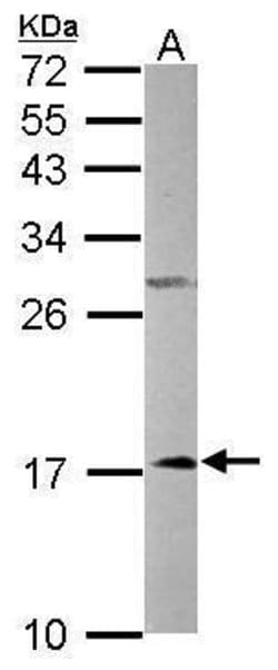Invitrogen NDUFA12 Polyclonal Antibody 100 &mu;L; Unconjugated:Antibodies,