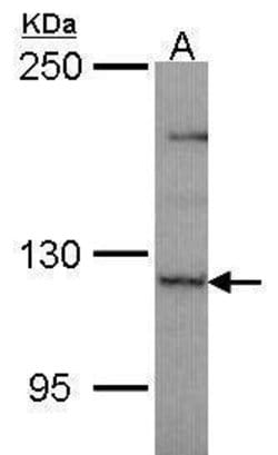 Invitrogen PLEKHG4 Polyclonal Antibody 100 &mu;L; Unconjugated:Antibodies,