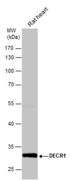 Invitrogen DECR1 Polyclonal Antibody 100 &mu;L; Unconjugated:Antibodies,