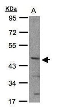 BHLHE40 Polyclonal Antibody, Invitrogen 100 &mu;L; Unconjugated:Antibodies,