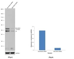 BHLHE40 Polyclonal Antibody, Invitrogen 100 &mu;L; Unconjugated:Antibodies,
