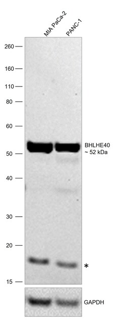 BHLHE40 Polyclonal Antibody, Invitrogen 100 &mu;L; Unconjugated:Antibodies,