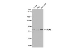 Invitrogen DDX3Y Polyclonal Antibody 100 &mu;L; Unconjugated:Antibodies,