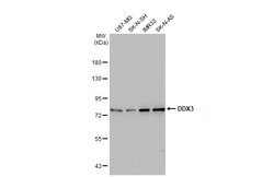 Invitrogen DDX3Y Polyclonal Antibody 100 &mu;L; Unconjugated:Antibodies,