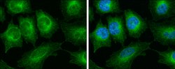 Invitrogen TUBA1A Polyclonal Antibody 100 &mu;L | Buy Online | Invitrogen&trade; | Fisher Scientific