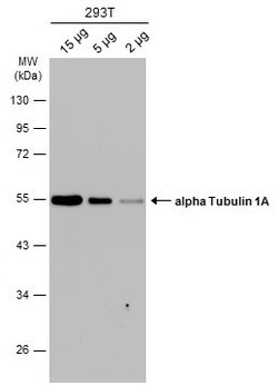 Invitrogen TUBA1A Polyclonal Antibody 100 &mu;L | Buy Online | Invitrogen&trade; | Fisher Scientific
