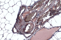 Invitrogen FASN Polyclonal Antibody 100 &mu;L | Buy Online | Invitrogen&trade; | Fisher Scientific