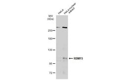 Invitrogen RBM15 Polyclonal Antibody 100 &mu;L; Unconjugated:Antibodies,