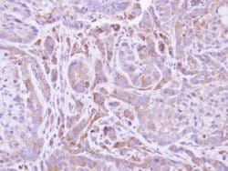 Invitrogen FMO2 Polyclonal Antibody 100 &mu;L; Unconjugated:Antibodies,