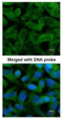 Invitrogen TCP-1 epsilon Polyclonal Antibody 100 &mu;L; Unconjugated:Antibodies,
