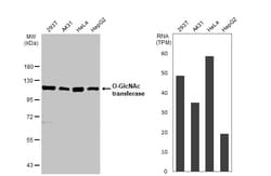 Invitrogen OGT Polyclonal Antibody 100 &mu;L; Unconjugated:Antikörper