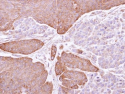 Invitrogen EPHX1 Polyclonal Antibody 100 &mu;L; Unconjugated:Antibodies,