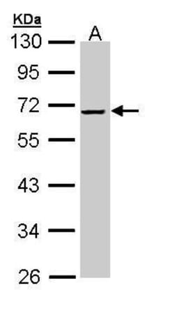 Invitrogen SERPINF2 Polyclonal Antibody 100 &mu;L; Unconjugated:Antibodies,