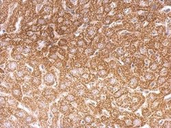 Invitrogen OGT Polyclonal Antibody 100 &mu;L; Unconjugated:Antibodies,