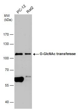 Invitrogen OGT Polyclonal Antibody 100 &mu;L; Unconjugated:Antibodies,