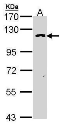 Invitrogen OGT Polyclonal Antibody 100 &mu;L; Unconjugated:Antibodies,