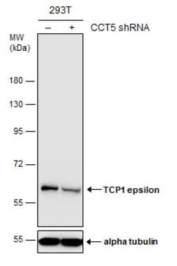Invitrogen TCP-1 epsilon Polyclonal Antibody 100 &mu;L; Unconjugated:Antibodies,