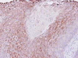 Invitrogen PIGR Polyclonal Antibody 100 μL; Unconjugated:Antibodies,