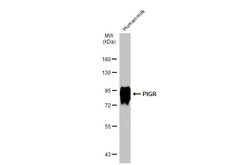 Invitrogen PIGR Polyclonal Antibody 100 μL; Unconjugated:Antibodies,