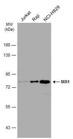 Invitrogen MX1 Polyclonal Antibody 100 &mu;L; Unconjugated:Antibodies,