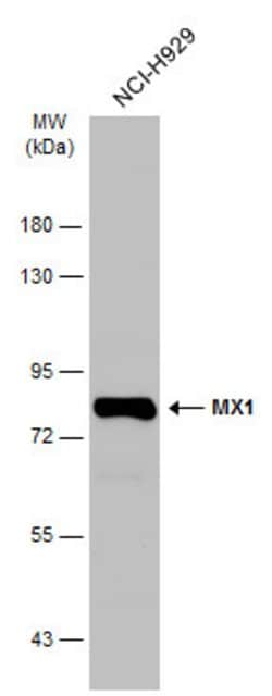 Invitrogen MX1 Polyclonal Antibody 100 &mu;L; Unconjugated:Antibodies,