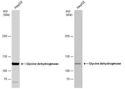 Invitrogen&trade;&nbsp;GLDC Polyclonal Antibody