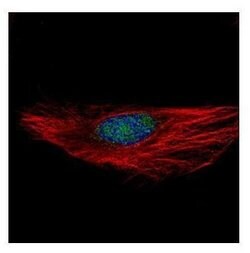 Invitrogen RBM28 Polyclonal Antibody 100 &mu;L; Unconjugated:Antibodies,