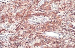 Invitrogen CD74 Polyclonal Antibody 100 &mu;L; Unconjugated:Antibodies,