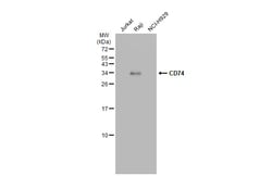 Invitrogen CD74 Polyclonal Antibody 100 &mu;L; Unconjugated:Antibodies,
