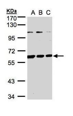 Invitrogen BIVM Polyclonal Antibody 100 &mu;L; Unconjugated:Antibodies,