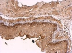 Invitrogen KIDINS220 Polyclonal Antibody 100 &mu;L; Unconjugated:Antibodies,